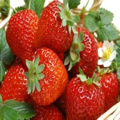 建德草莓