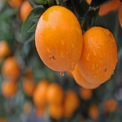 易家河柑橘
