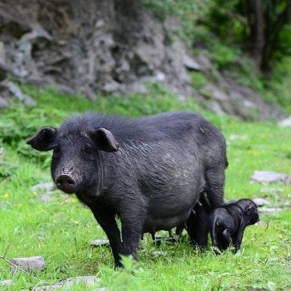 甘肃 简要介绍:蕨麻猪,又称山猪,岷县东山区当地牧民也称其为实猪子
