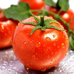 宁安西红柿