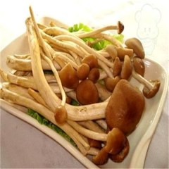 潜山茶树菇
