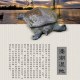 溱湖甲鱼