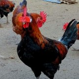 寿光鸡
