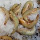 日照东方对虾