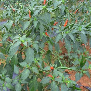 天等指天椒品牌榜