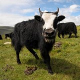阿拉善蒙古牛