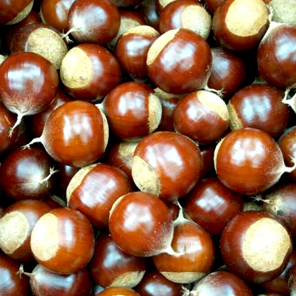 庆元锥栗详细介绍：特点 历史 - 庆元特产 - 特色谷