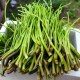 蕲春芹菜