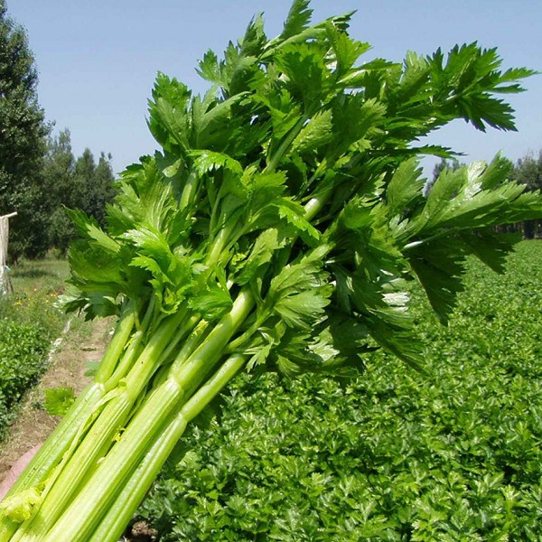 封丘芹菜