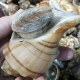 温州海螺