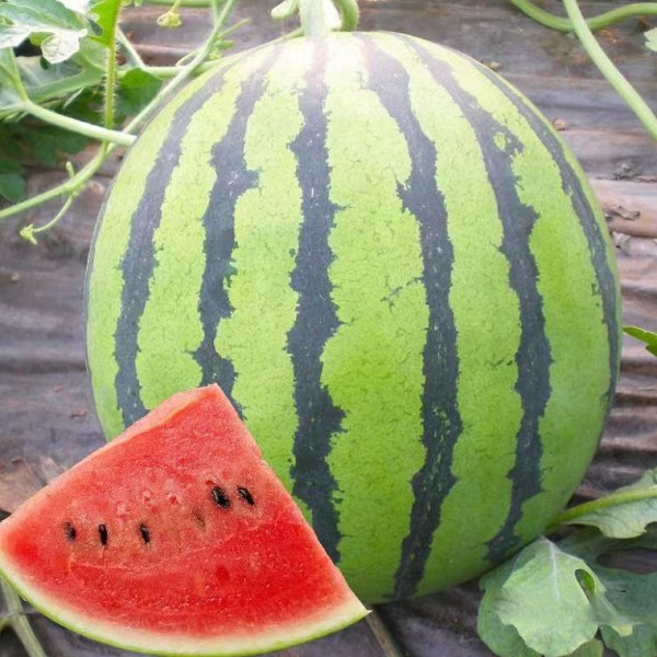 石湖西瓜