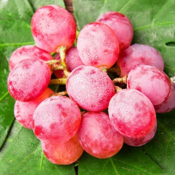 蒲城红提葡萄