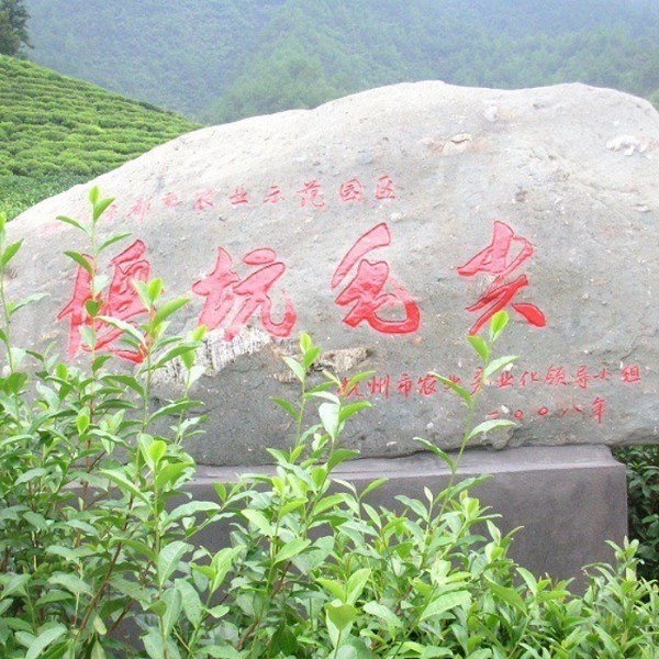 鸠坑茶