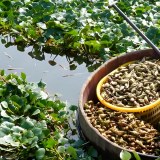 温州菱角