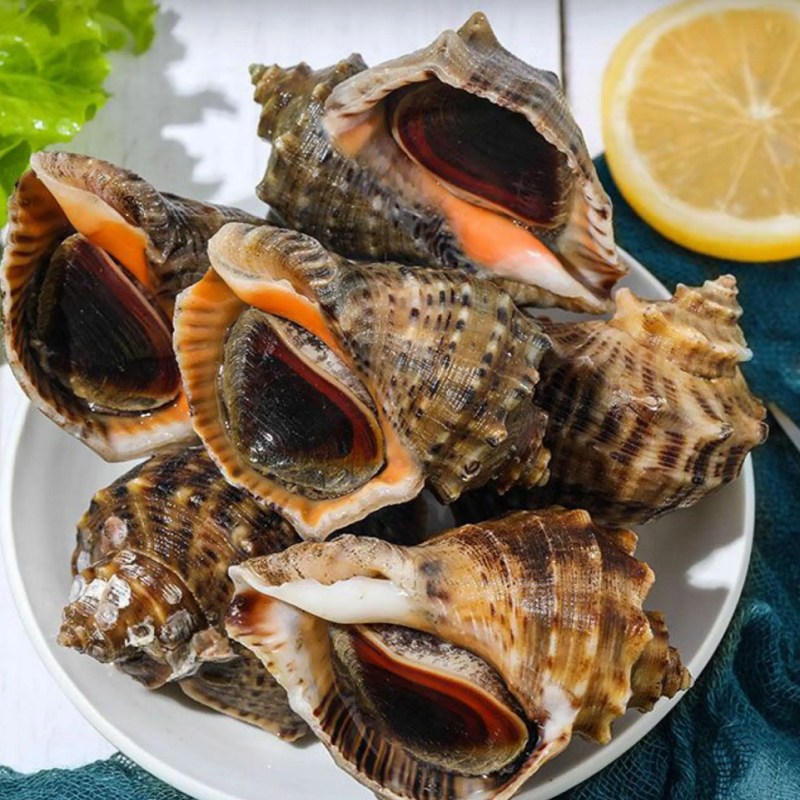 连云港鲜活大海螺