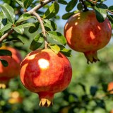 兰坪拉马登石榴