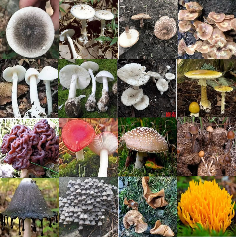 16种毒蘑菇图片
