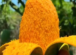 芒果界的天花板覃斗芒果，百芒之中我最甜