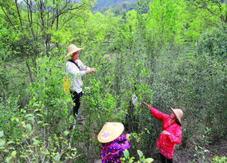 麻陂镇鸡笼山村野生式种植高山茶