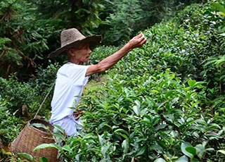 龙门：地派山茶清明飘香