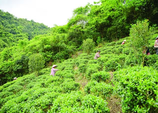 茶树吐新绿 茶农采摘忙