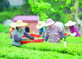 公庄镇茶叶种植面积1400多亩，年产量28万斤