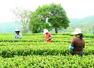 地派镇陈洞村依托特色农业发展山茶观光旅游产业
