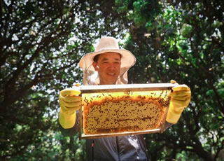 樟木头蜂农收获“甜蜜经济”
