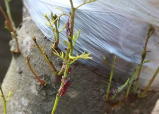 嫁接出芽需重视 科学用药护新梢