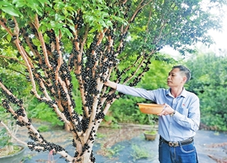 云安区白石镇西圳村大力发展特色水果种植 嘉宝果年产值250万元