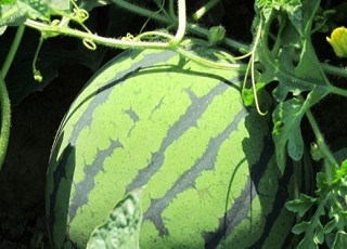 小梁山西瓜质量技术要求