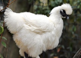 郧阳乌鸡：秦巴珍禽的产业突围与品牌升华