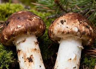 林芝松茸质量技术要求