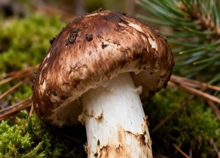 我国哪里产的松茸比较好