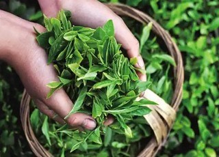 七境茶质量技术要求