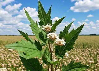 环县荞麦质量技术要求