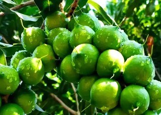 临沧坚果质量技术要求