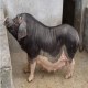 修水杭猪
