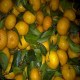 饶平蕉柑