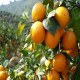 饶平蕉柑