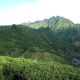 西岩乌龙茶