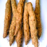 潮阳姜薯
