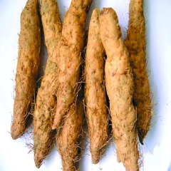潮阳姜薯