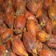 温州黄栀子