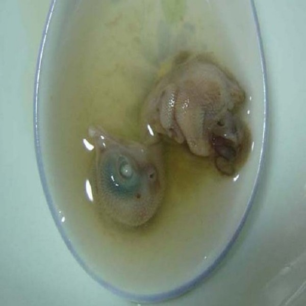 鸡仔胎详细介绍:特点 - 漳州特产 - 特色谷