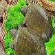 清溪花鳖