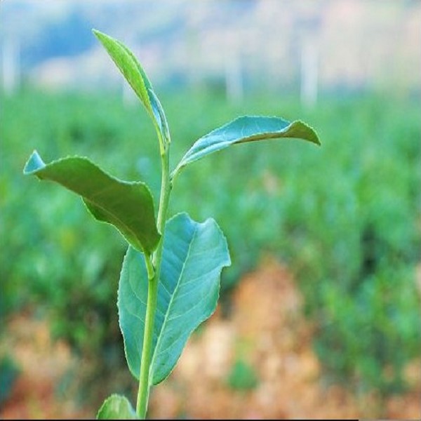南平水仙茶