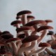 南平茶树菇