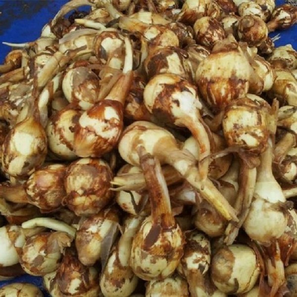 连城慈菇