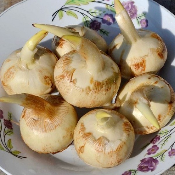 连城慈菇详细介绍:特点 - 连城特产 - 特色谷